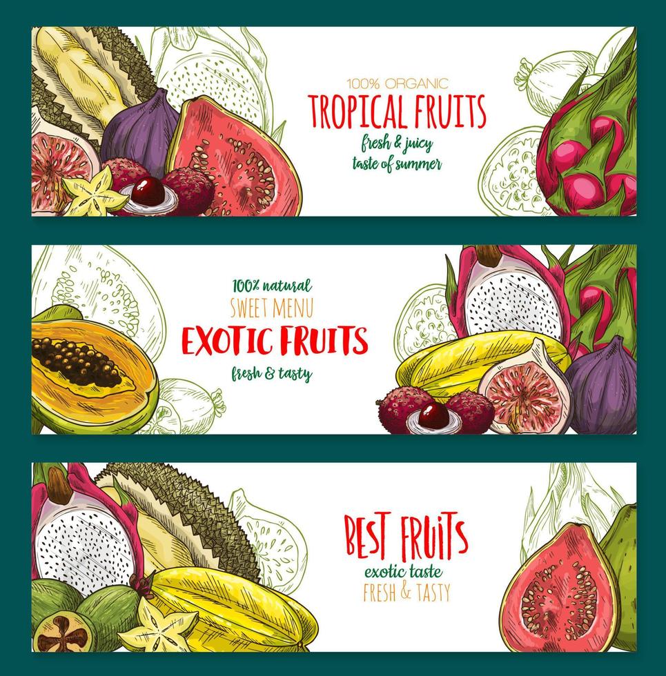 conjunto de banner de esboço de frutas exóticas de frutas tropicais vetor