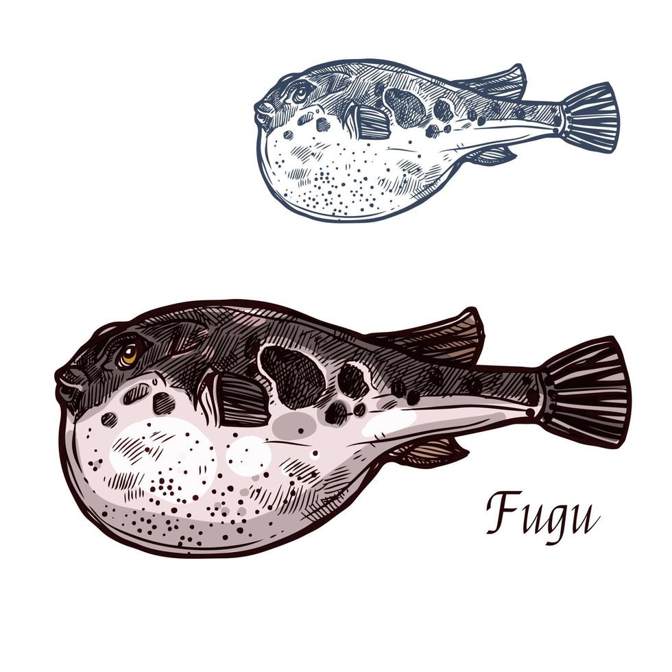 desenho de peixe fugu de baiacu japonês vetor