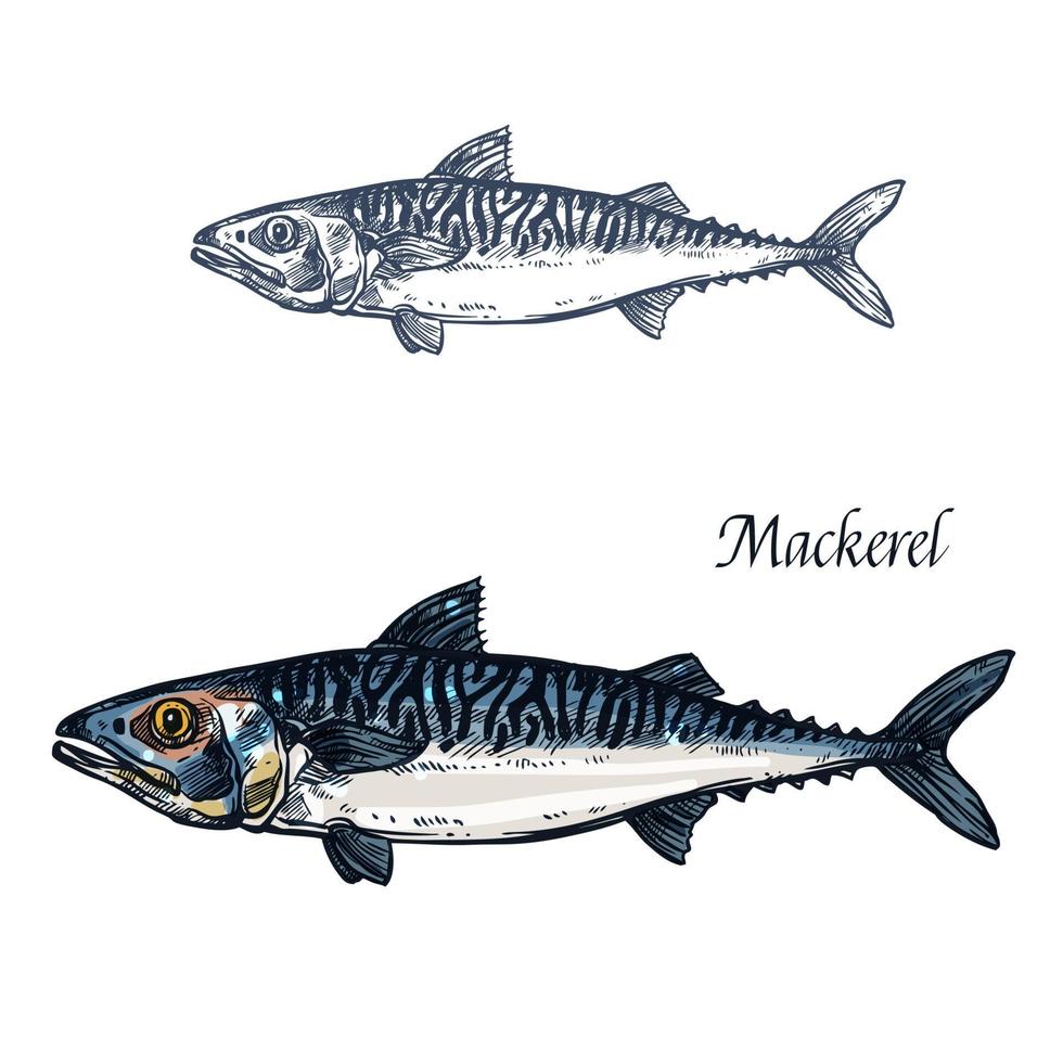 ícone de desenho isolado de vetor de peixe cavala