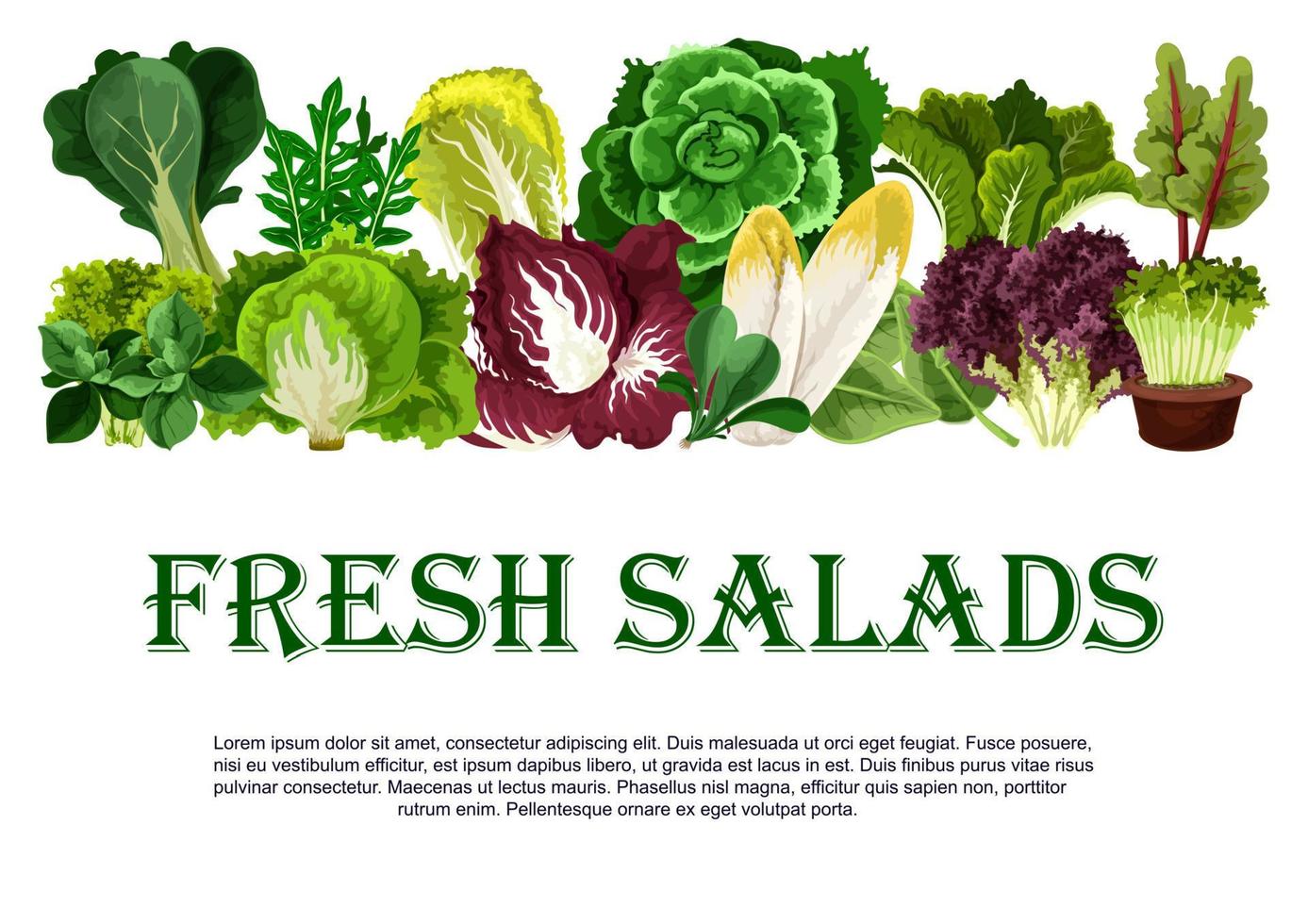 cartaz vetorial de vegetais folhosos de saladas frescas vetor