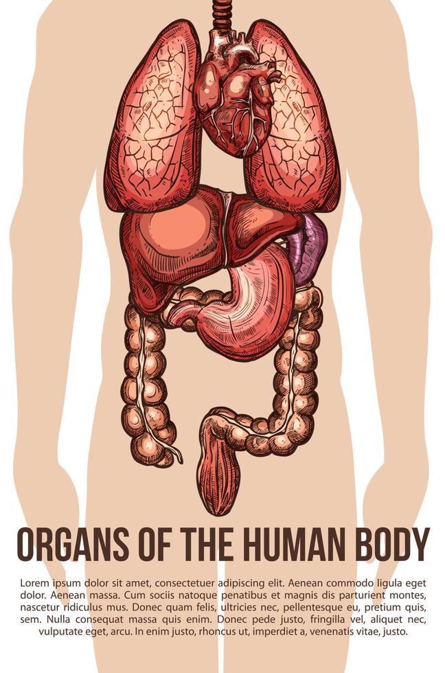 cartaz de esboço de vetor de sistema de corpo de órgãos humanos