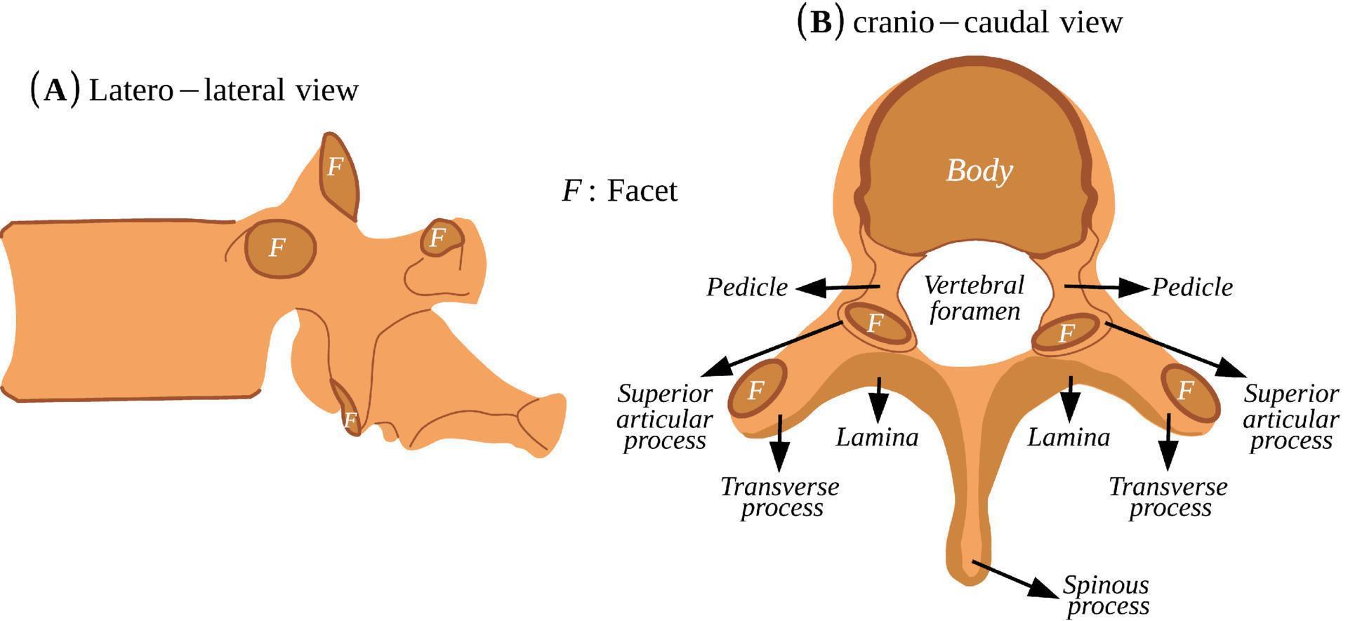 vértebra típica da coluna humana vetor