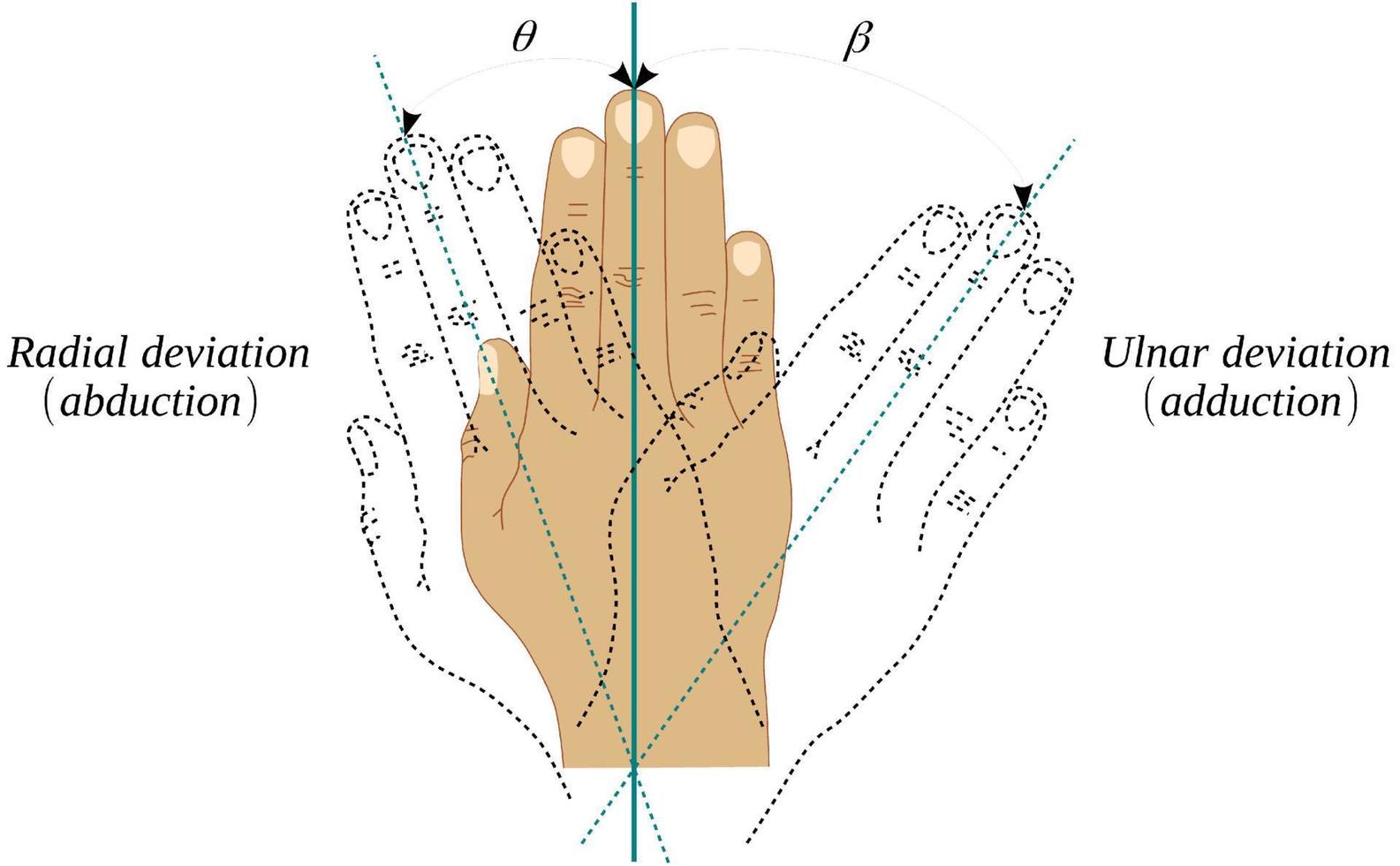 movimentos de abdução e adução da articulação do punho vetor
