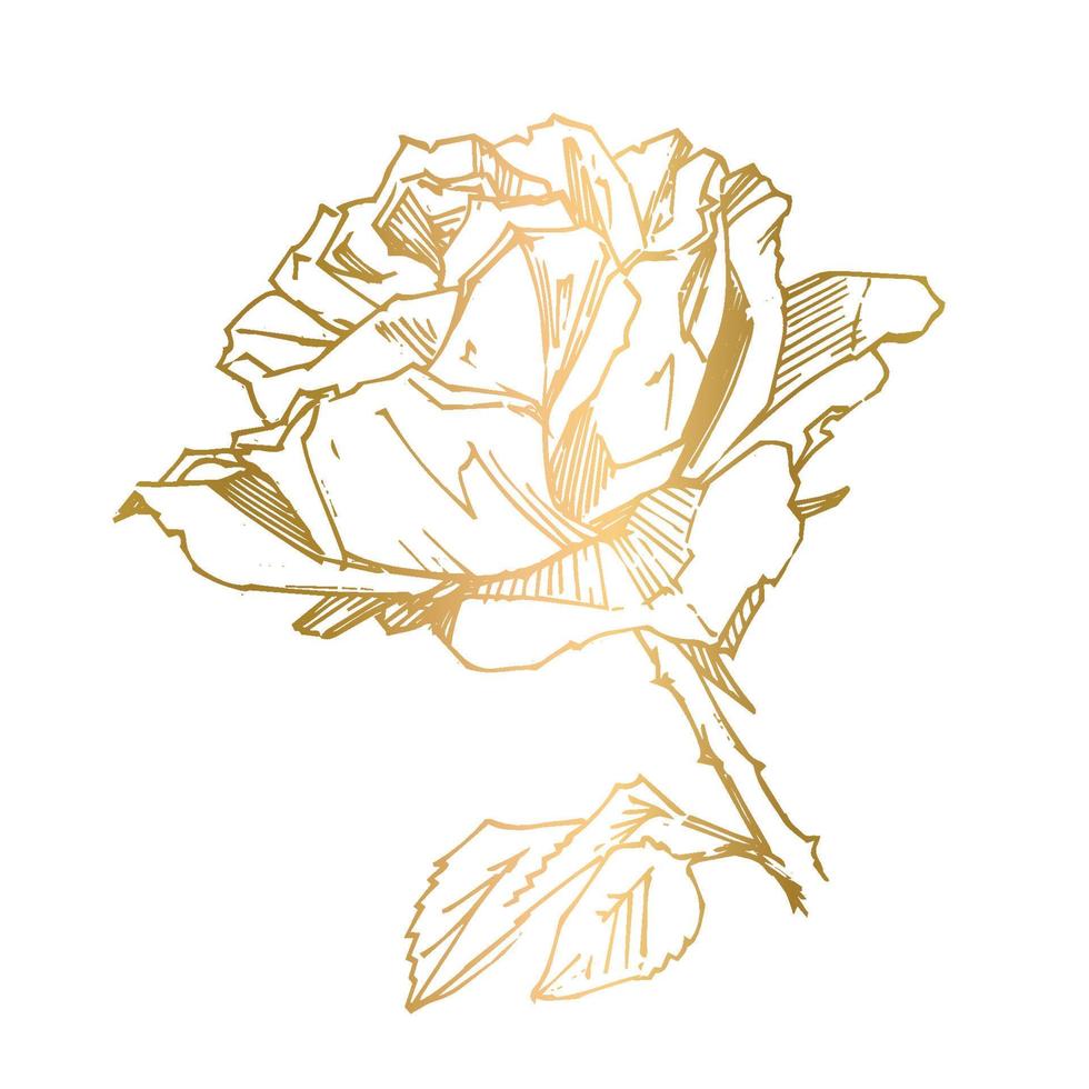 rosa desenhada à mão. ilustração vetorial. estilo de tatuagem vintage rosa. esboço de motivo de flor para design. ilustração de tinta isolada. vetor