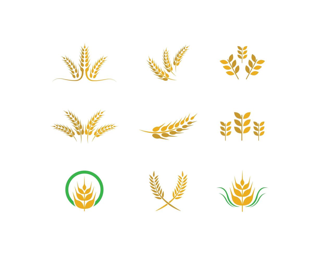 conjunto de logotipo do trigo vetor