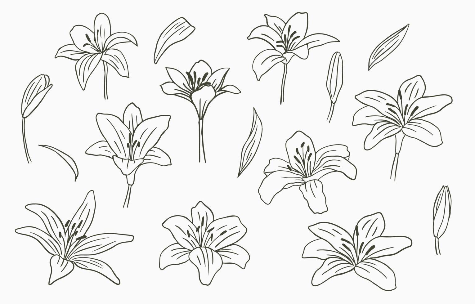 coleção de flores de linha preta com lírio em fundo branco vetor