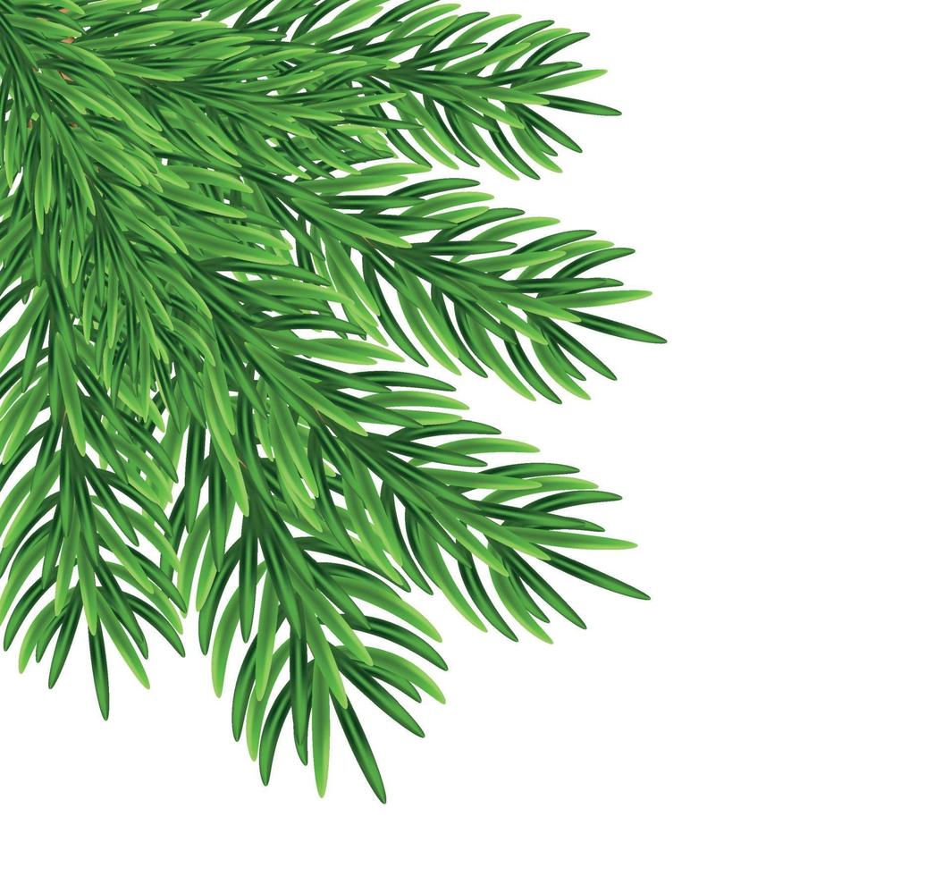 ramos de abeto verde, decoração para o natal e ano novo em um fundo transparente e branco. modelo universal para folhetos, cartões postais, etiquetas de preço, convites, vetor de árvore de natal sem raster