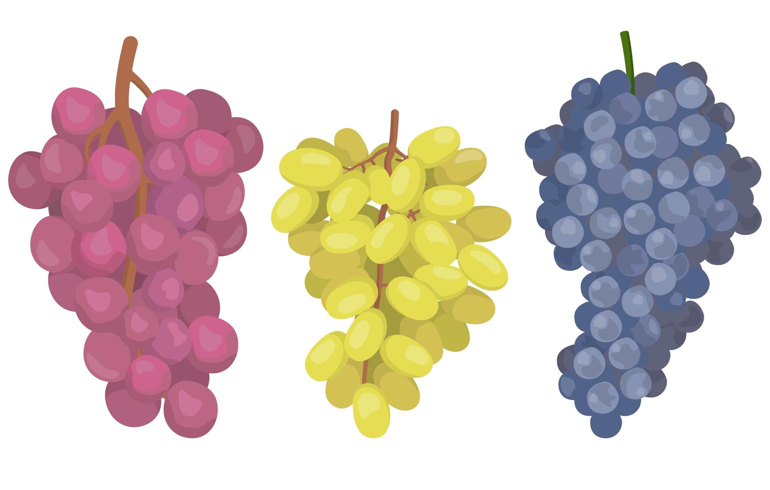 uvas de diferentes variedades vetor
