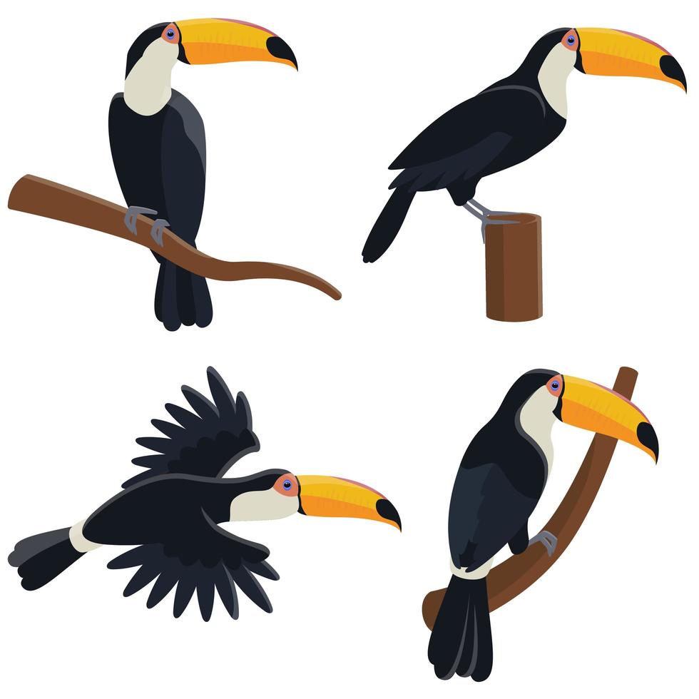 tucano em diferentes poses vetor