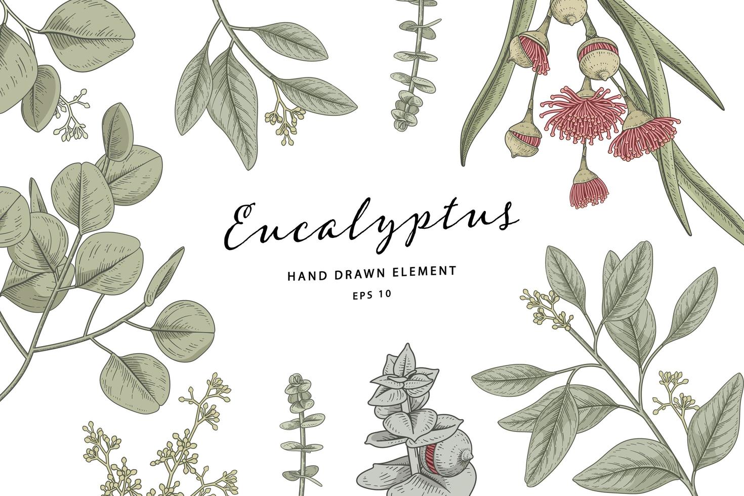 Conjunto botânico desenhado à mão de ramo de eucalipto vetor