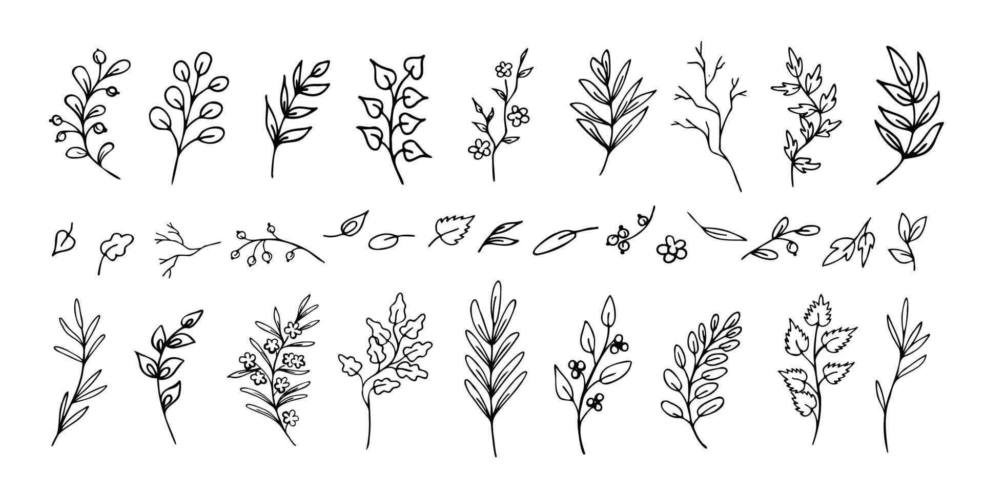 conjunto de folhas e galhos preto e brancos desenhados à mão, galhos. coleção de divisores ou vinhetas vetor