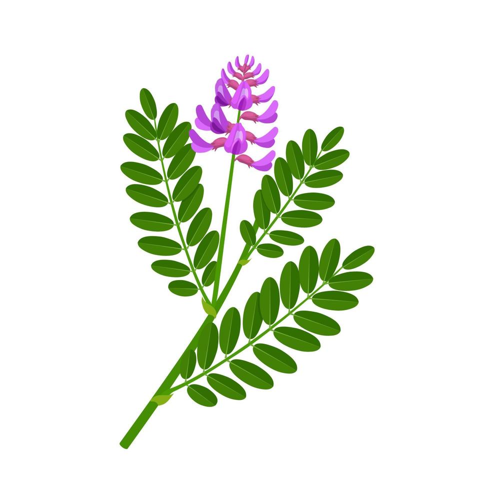 ilustração vetorial, planta de astrágalo, nome científico astragalus membranaceus, planta de ervas, isolada no fundo branco. vetor