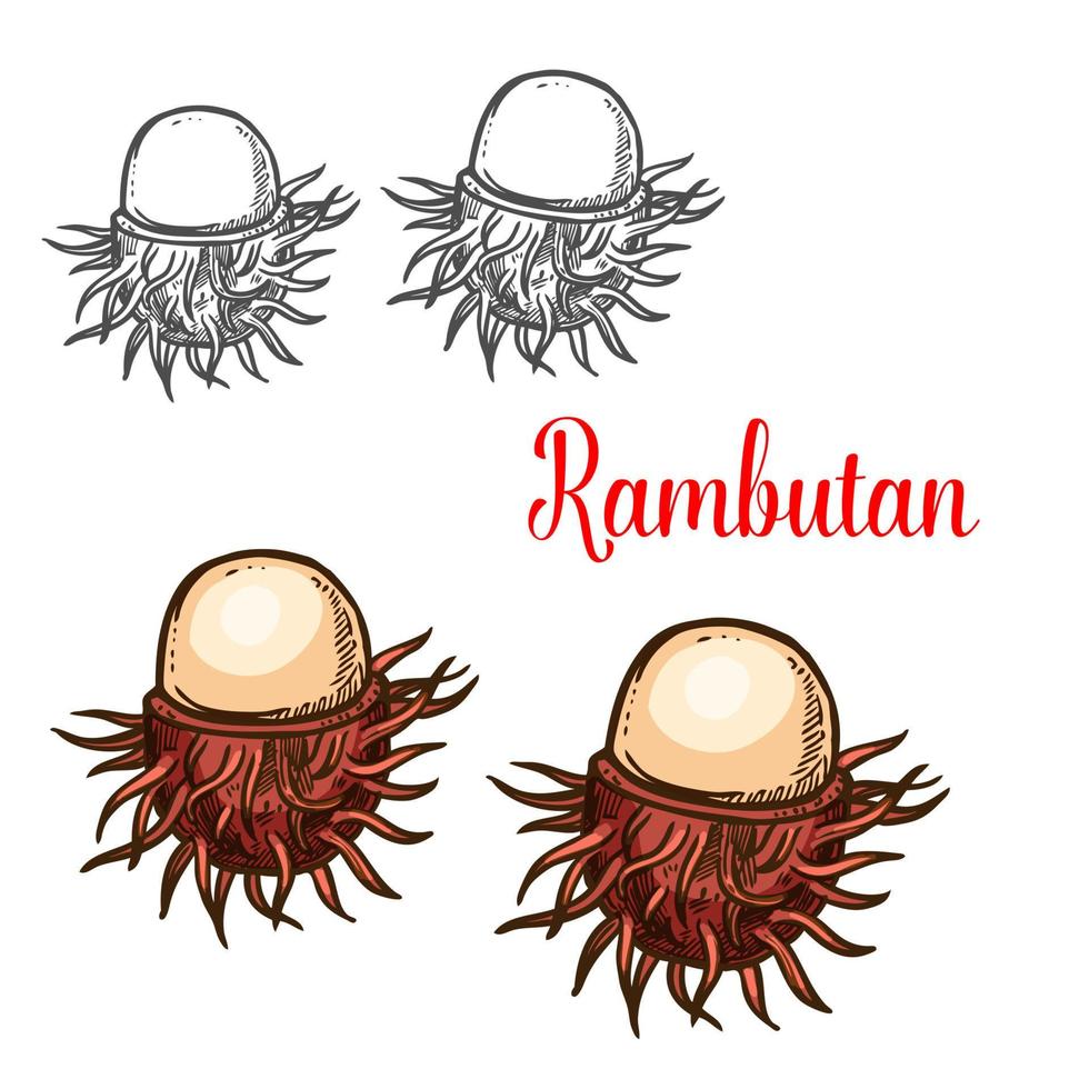 esboço de frutas tropicais rambutan de bagas asiáticas vetor