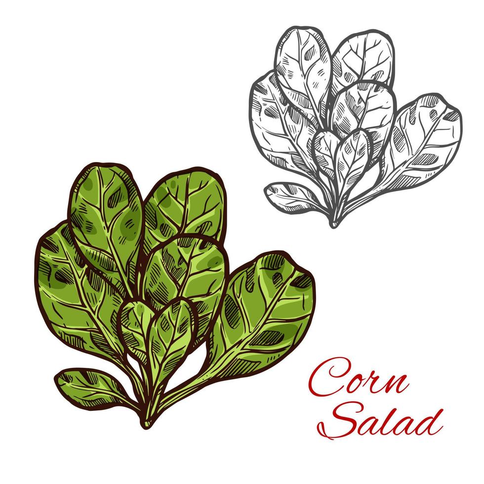 ícone de vegetal de esboço de vetor de salada de milho