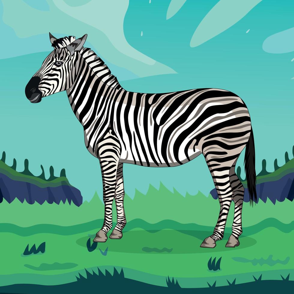 zebra em pé, ilustração vetorial vetor