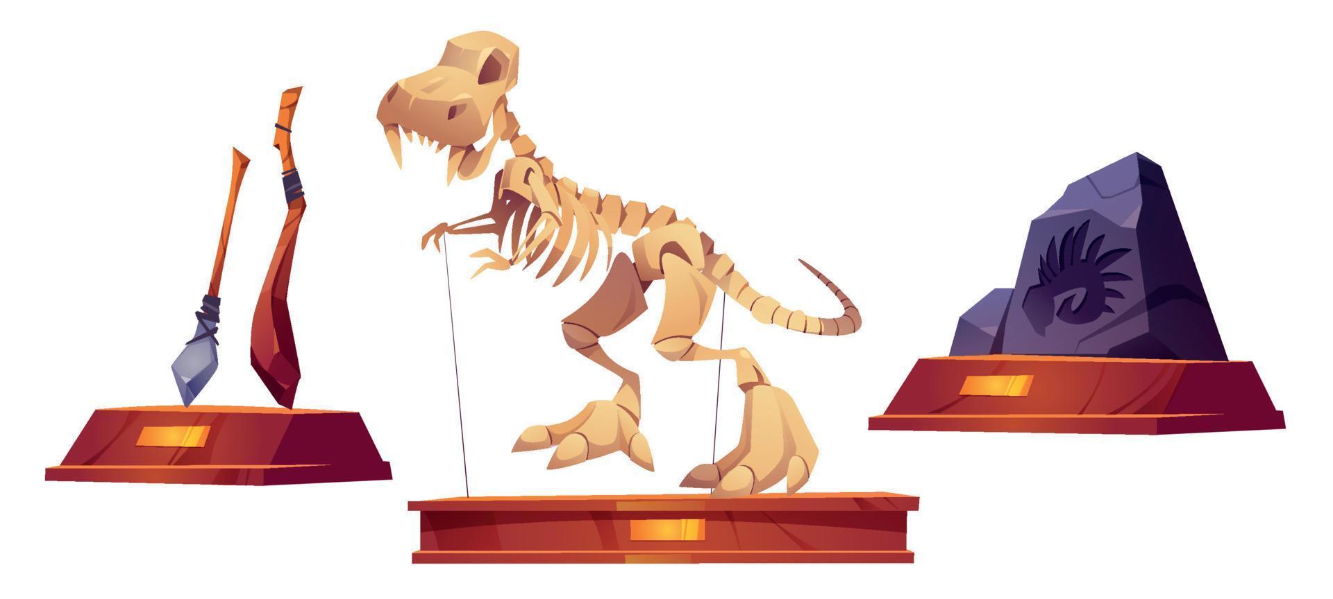 objetos de museu de paleontologia exibe itens, achados. vetor