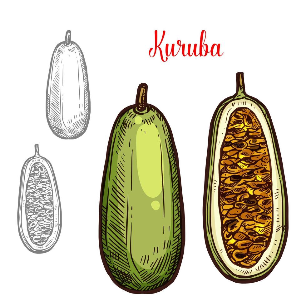 ícone de corte de frutas de esboço de vetor kuruba
