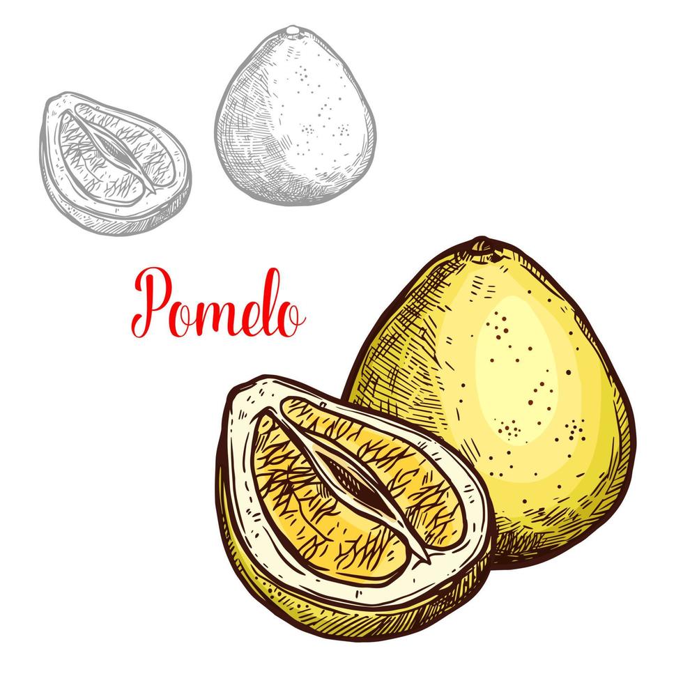 ícone de frutas exóticas de esboço de vetor de pomelo