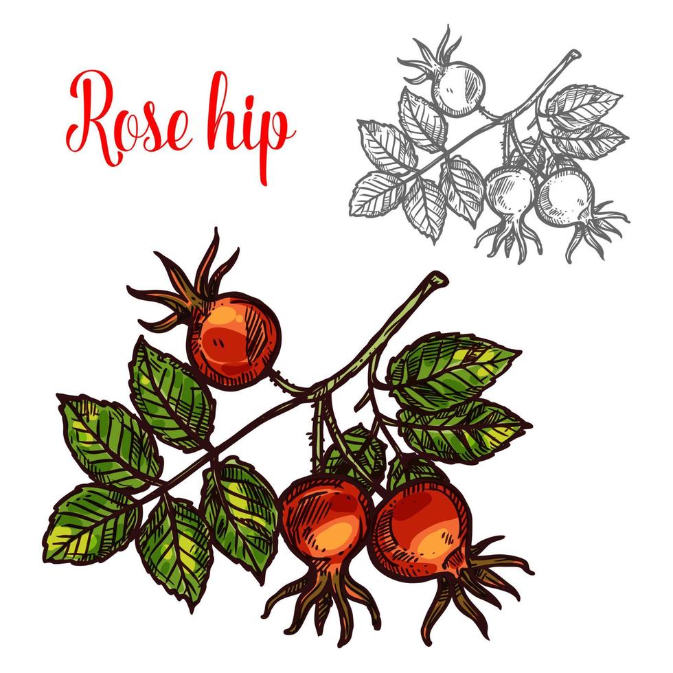 ícone de bagas de frutas de esboço de vetor de rosa mosqueta