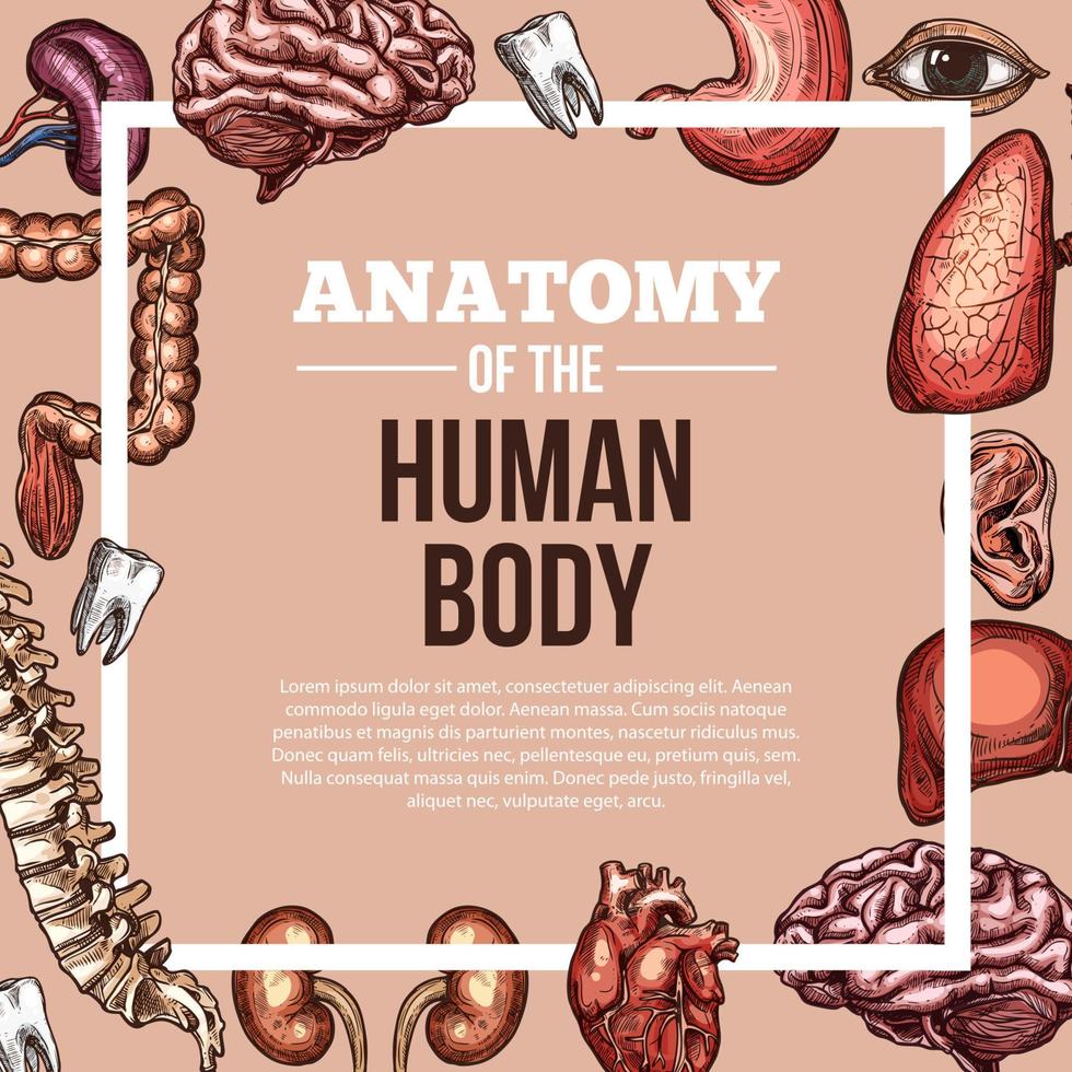 cartaz de anatomia do corpo de esboço de vetor de órgãos humanos