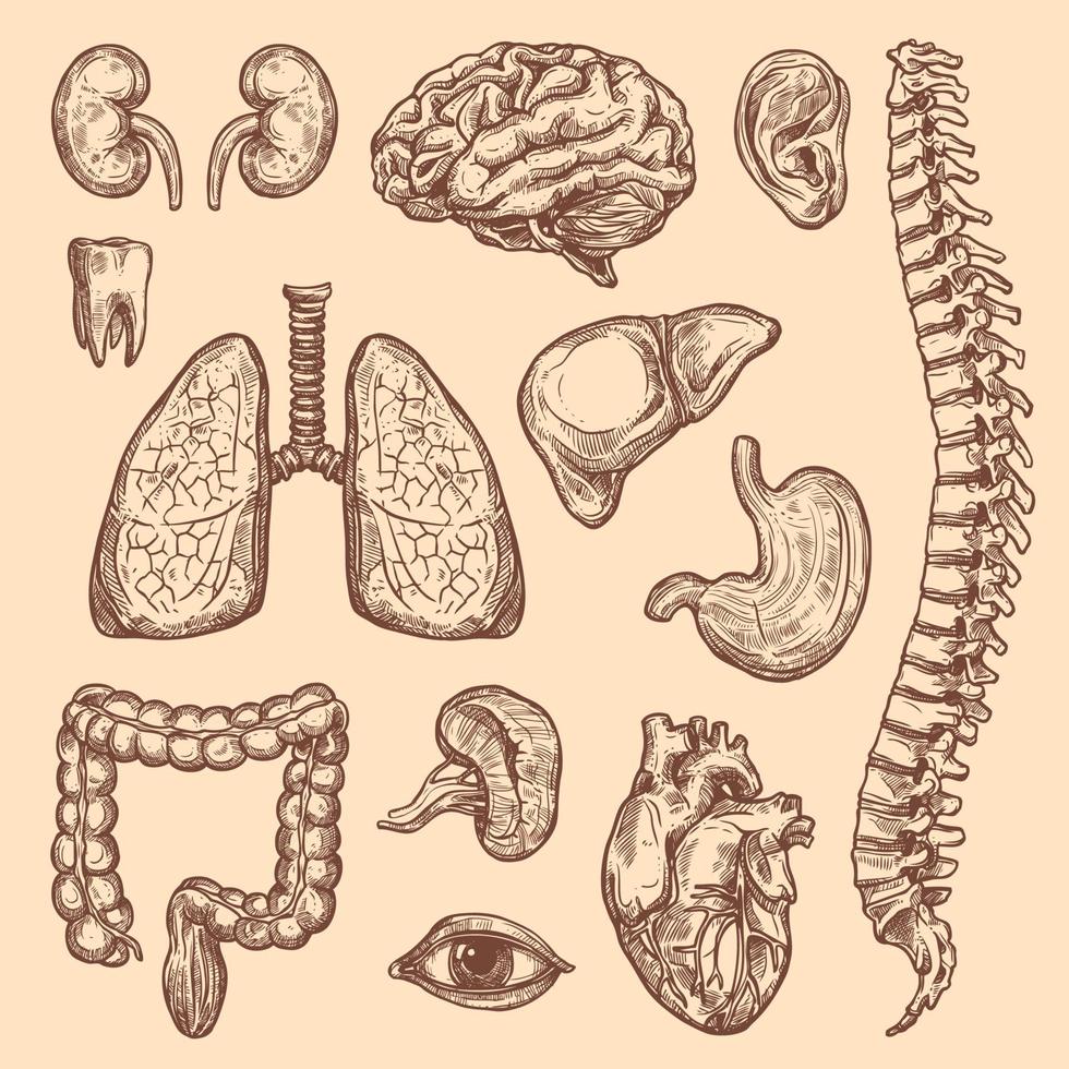 órgãos humanos vetor esboço ícones de anatomia do corpo