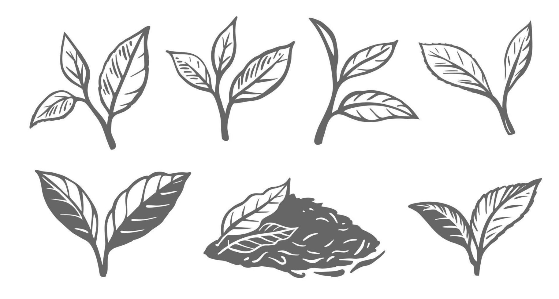 folhas de chá verde ou preto. vetor