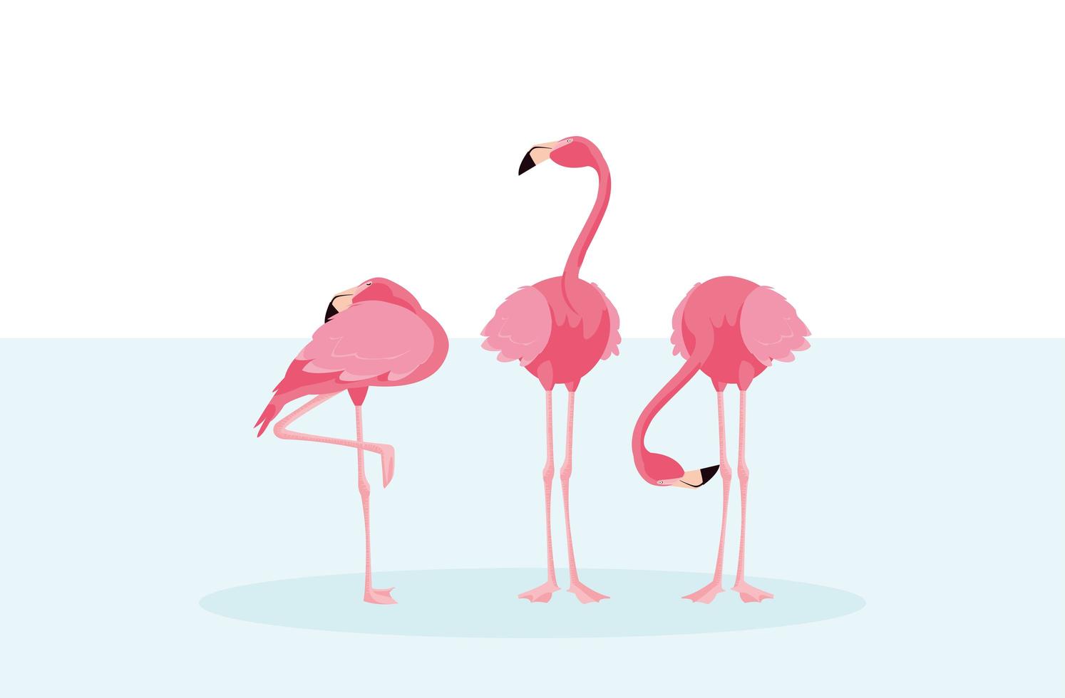 belo bando de flamingo parado na água vetor