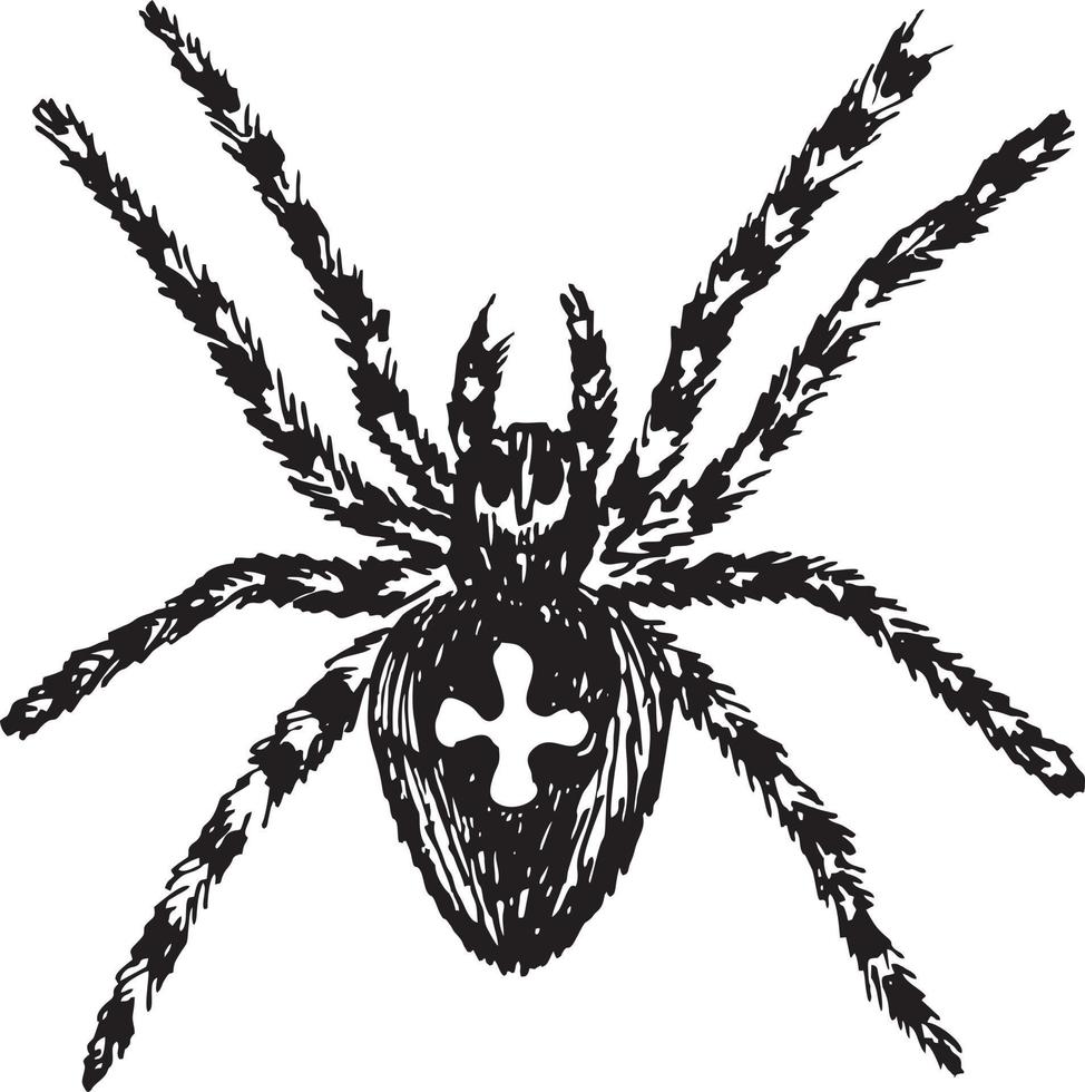 aranha esboço medo de aracnídeo. mão de aranha desenhar design assustador, animal venenoso. cruz de aranha vetor