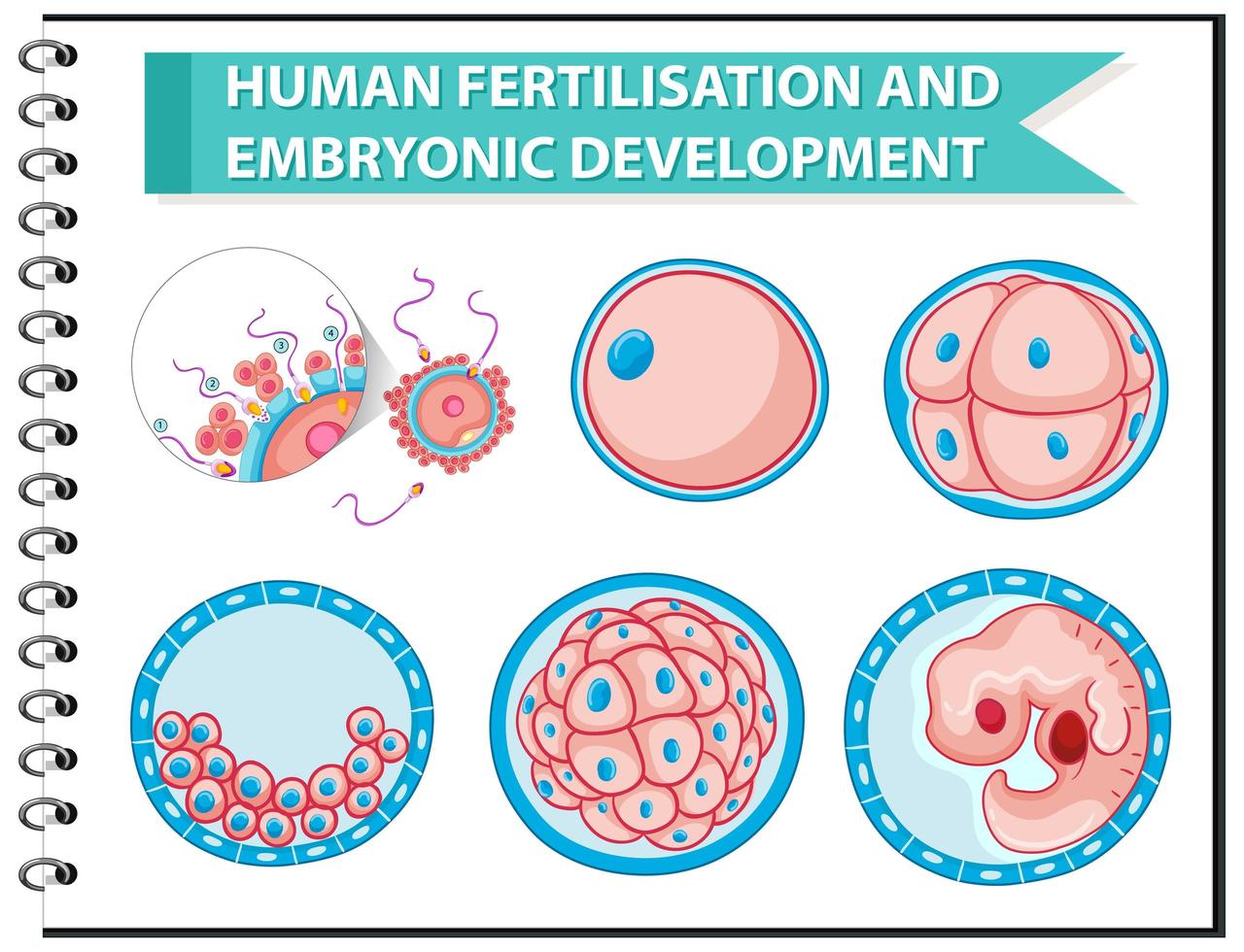 diagrama educacional de fertilização humana e desenvolvimento embrionário vetor