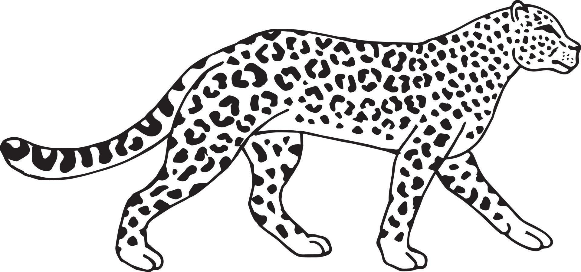 leopardo desenhado à mão vetorial vetor