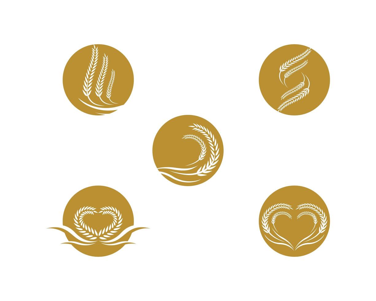 conjunto de design de logotipo de trigo vetor