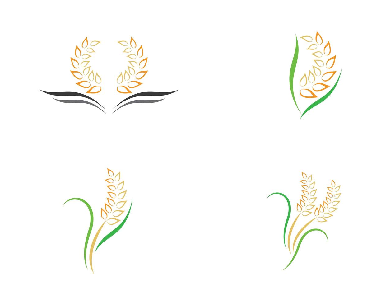 conjunto de imagens do logotipo do trigo vetor
