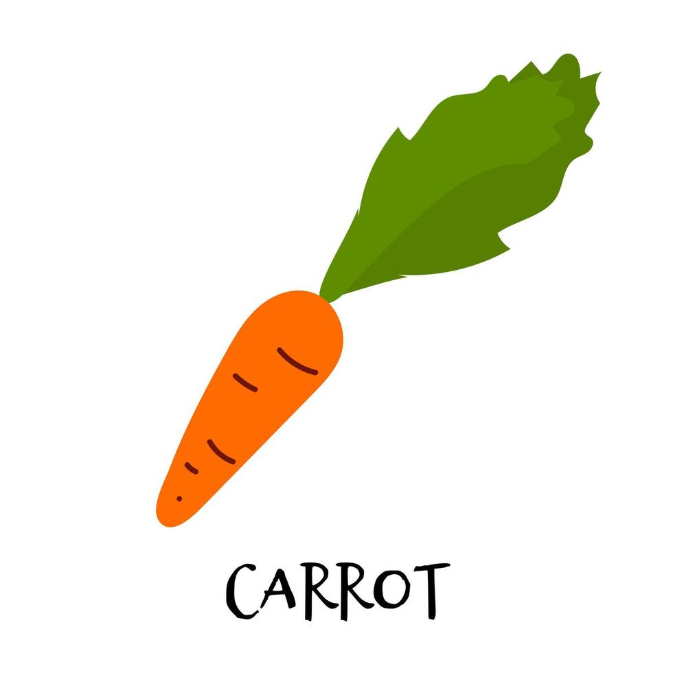 ilustração em vetor de cenoura com folhas verdes na mão desenhada estilo plano.