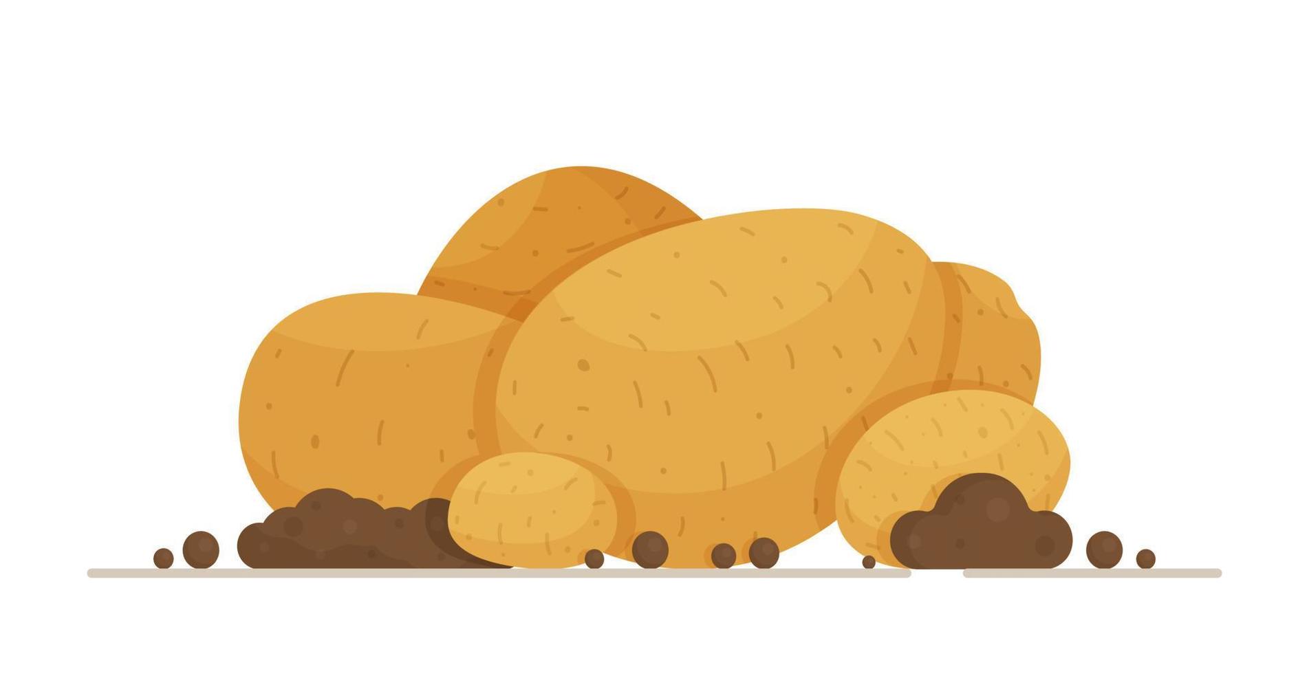 uma bandeira de batatas grandes e sujas. ilustração em vetor de um vegetal. tubérculos de batata leve de diferentes formas e tamanhos.