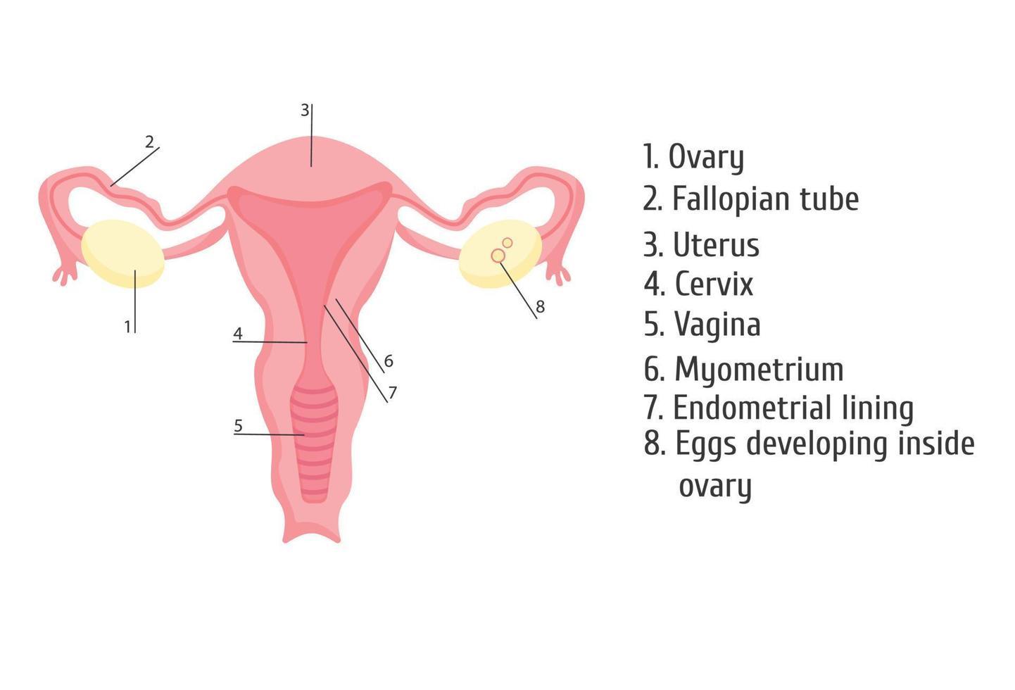 órgãos genitais femininos. infográficos, ilustração vetorial vetor