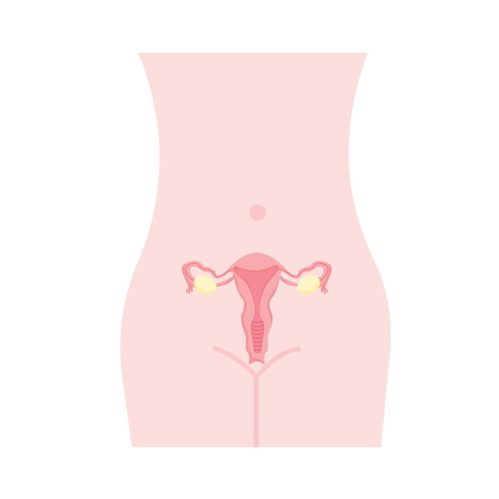 órgãos genitais femininos. corpo feminino, ilustração vetorial vetor