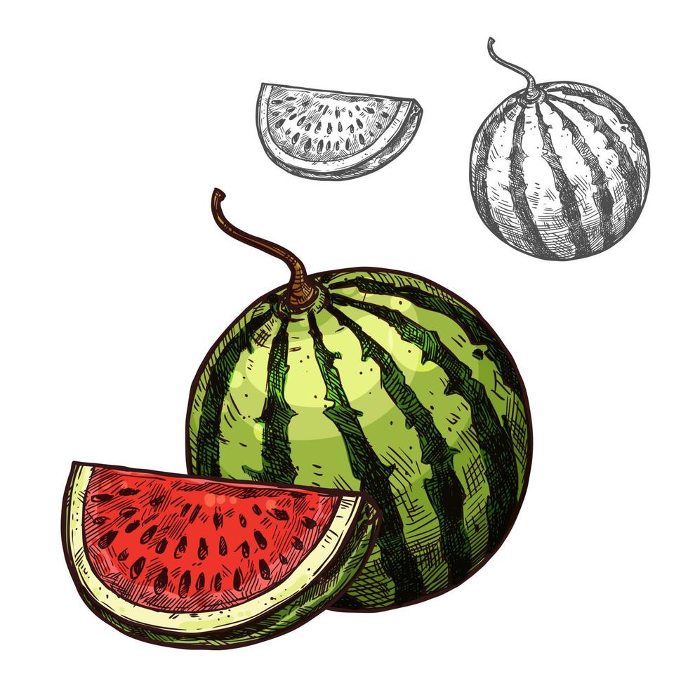 ícone de seção de corte de frutas de esboço de vetor de melancia