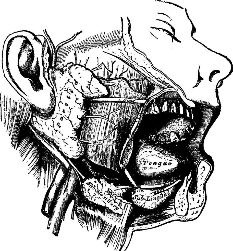 glândulas salivares, ilustração vintage. vetor