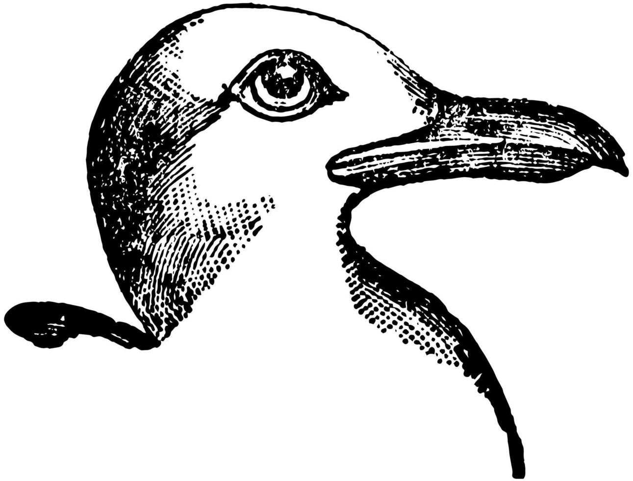 pequena gaivota de costas pretas, ilustração vintage. vetor