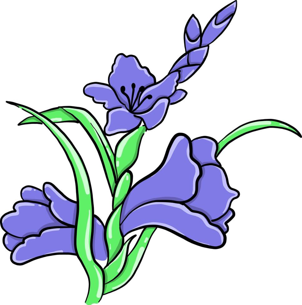 flor de gladíolo, ilustração, vetor em fundo branco