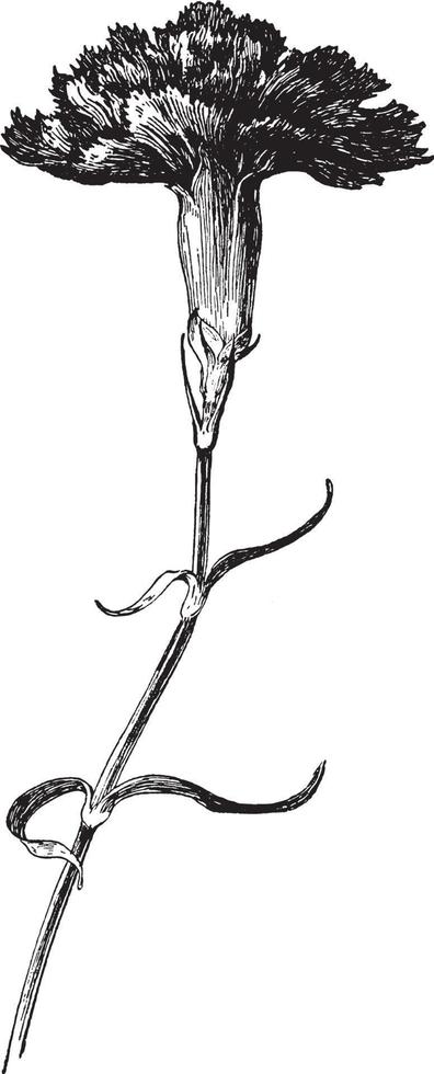 ilustração vintage de cravo dos floristas modernos. vetor