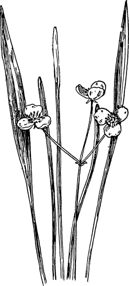 ilustração vintage de ponta de seta de folhas estreitas. vetor