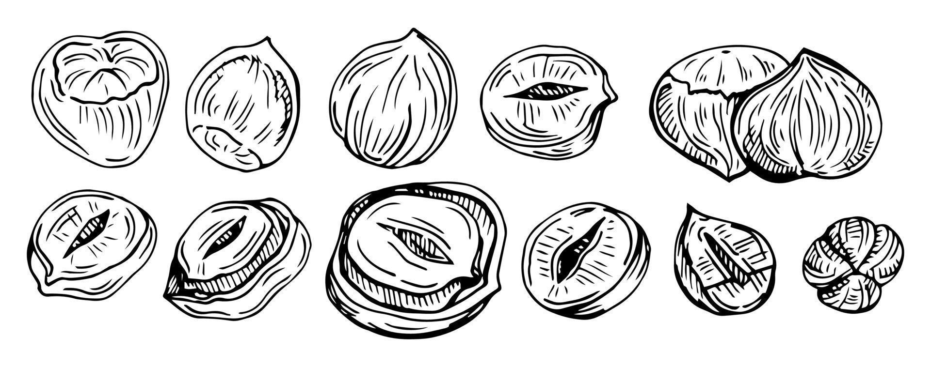 conjunto de avelã. avelã plana isolada com casca e descascada com ícones de esboço de folhas. coleção de alimentos orgânicos de avelã saudável natural. ilustração vetorial de lanche de dieta vegetariana vetor