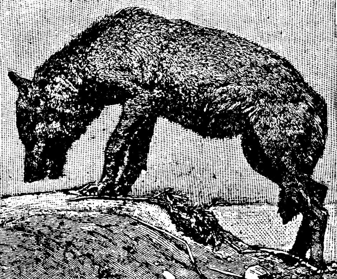 lobo ou canis lupus, ilustração vintage. vetor