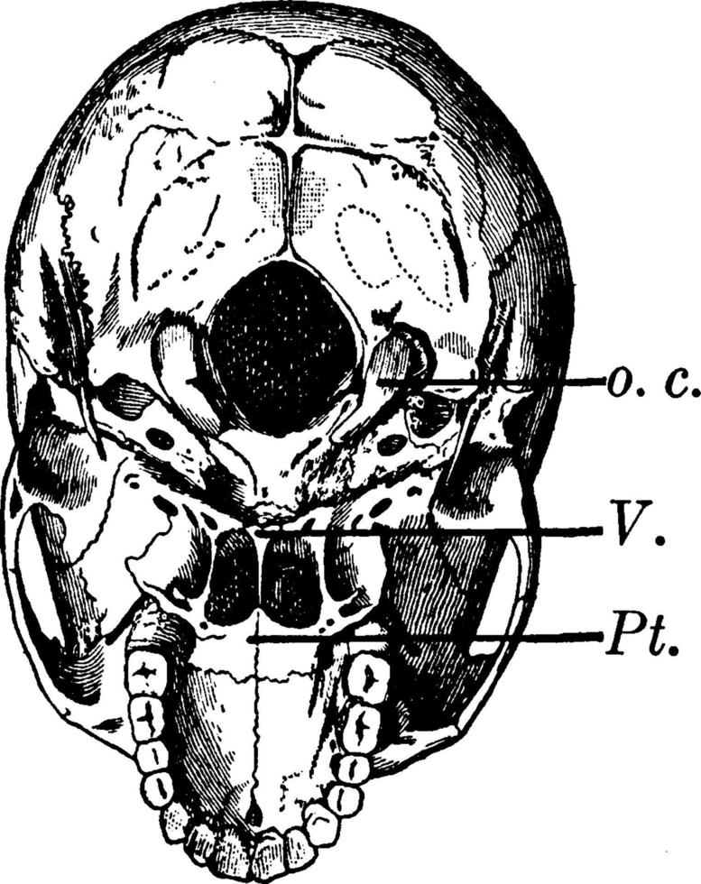 base do crânio, ilustração vintage vetor