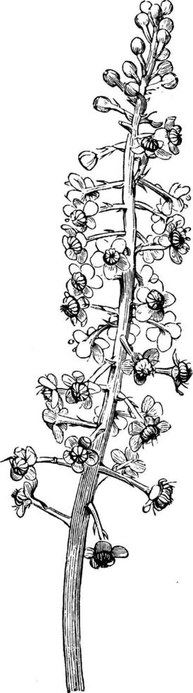 inflorescência racemosa de ilustração vintage de phytolacca decandra. vetor