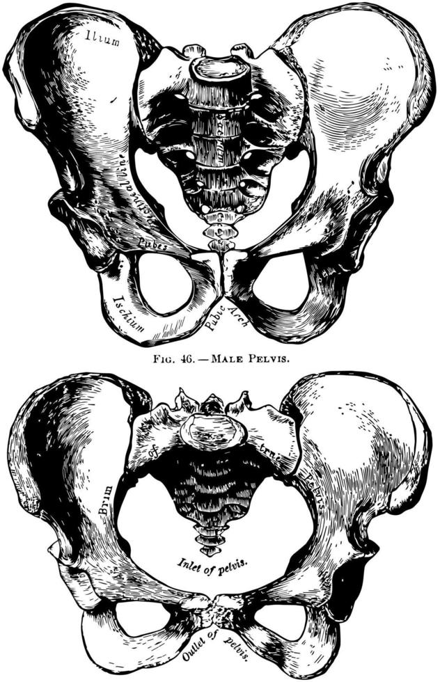 pélvis humana masculina e feminina, ilustração vintage. vetor