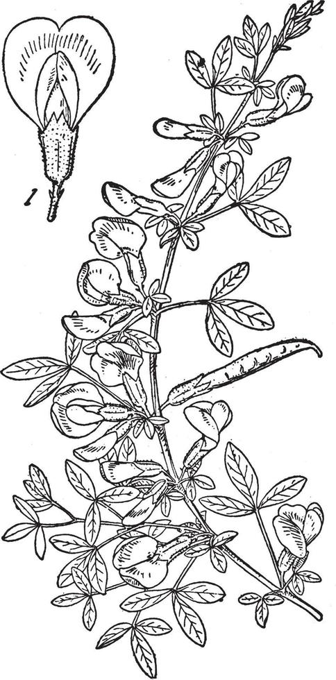 ilustração vintage cytisus purpurens. vetor