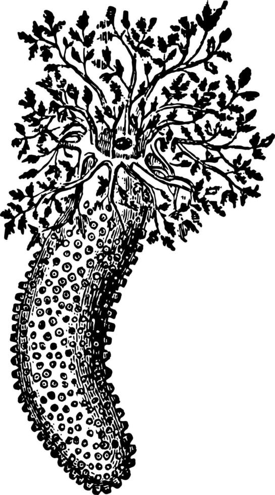 phyllophorus urna, ilustração vintage vetor