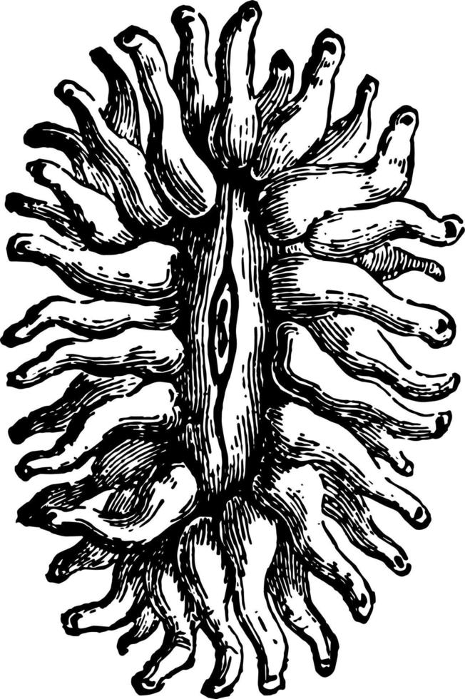 ilustração vintage flabellum pavonium. vetor